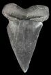 Huge, Fossil Mako Shark Tooth - Georgia #43049-1